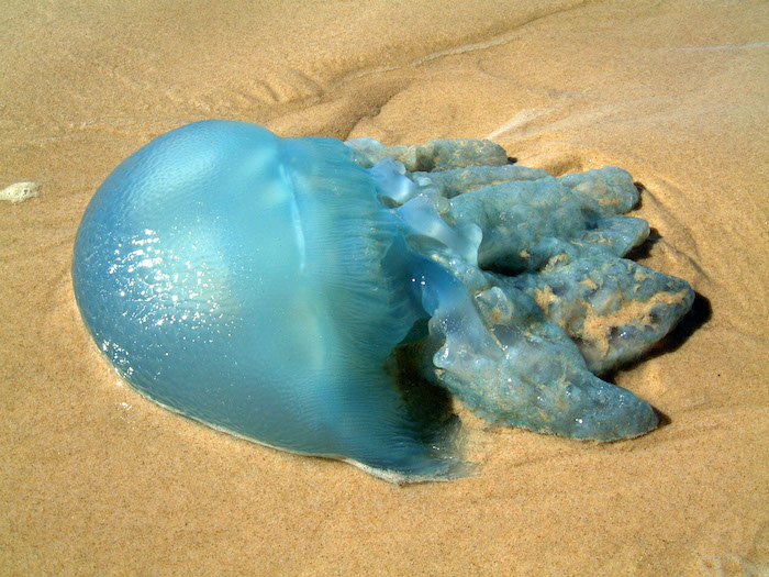 blue jellyfish